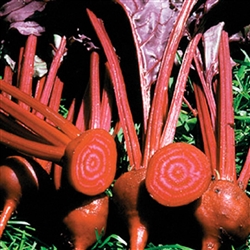 Beetroot Bull's Blood