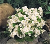 Begonia Sprint White Pellets