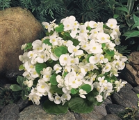 Begonia Sprint White Pellets