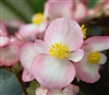 Begonia Nightlife Blush Pellet