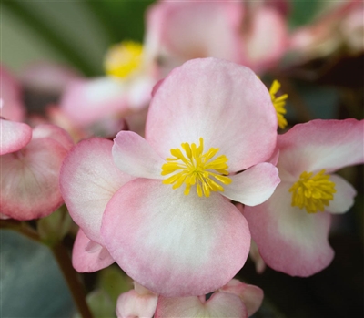 Begonia Nightlife Blush Pellet