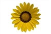 Gazania Gazza Yellow/Ring