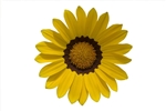 Gazania Gazza Yellow/Ring