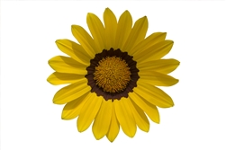 Gazania Gazza Yellow/Ring