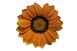 Gazania Gazza Orange/Ring