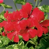 Geranium Tornado Red