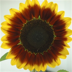 Sunflower Solar Eclipse