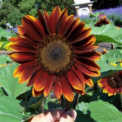 Sunflower Royal Velvet