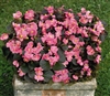 Begonia Nightlife Dp Rose Pell
