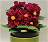 Dahlia Delight Violet Shds