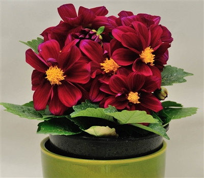 Dahlia Delight Violet Shds