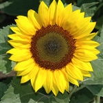 Sunflower Racey Yellow
