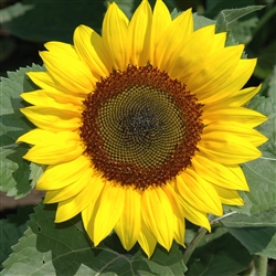 Sunflower Racey Yellow