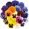 Pansy XtradaPlus Mix