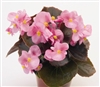 Begonia Nightlife Pink Pellets