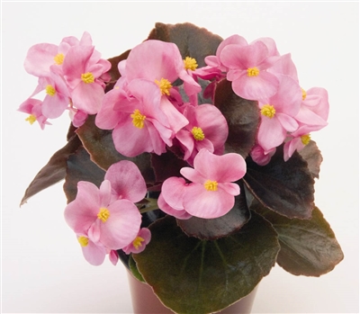 Begonia Nightlife Pink Pellets