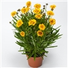 Coreopsis Andiamo