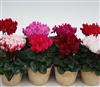 Cyclamen Picola Mix (Mini)