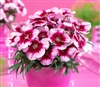 Dianthus Venti Parfait Crim/Eye Pellets