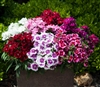 Dianthus IQ Mix