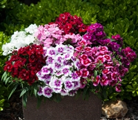 Dianthus IQ Mix