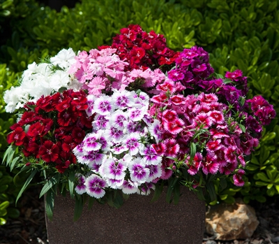 Dianthus IQ Mix_disc