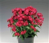 Dianthus Diabunda Red Pellets