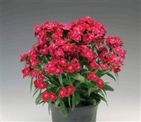 Dianthus Diabunda Red Pellets