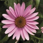 Echinacea Prairie Splend.Dp Rose