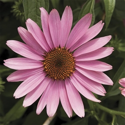 Echinacea Prairie Splendor Dp Rose