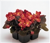 Begonia Nightlife Red Pellets