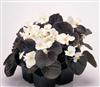 Begonia Nightlife White Pellet