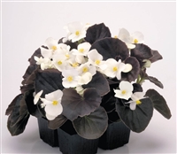 Begonia Nightlife White Pellet