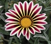 Gazania Kiss Frosty White Flam