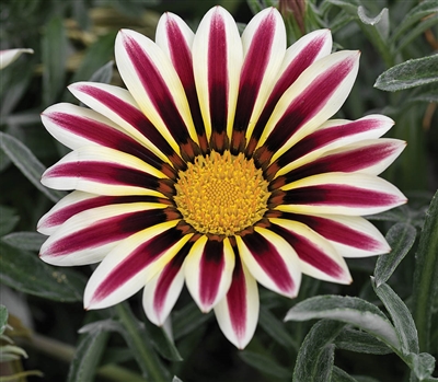 Gazania Kiss Frosty White Flam