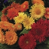 Gerbera Cartwheel Aut. Col Mix