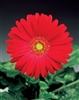 Gerbera Jaguar Dp Rose