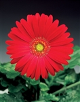 Gerbera Jaguar Dp Rose