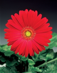 Gerbera Jaguar Dp Rose