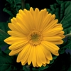 Gerbera Jaguar Yellow