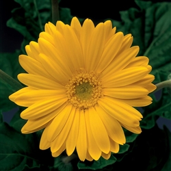 Gerbera Jaguar Yellow