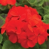 Geranium Pinto Scarlet