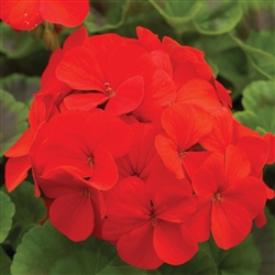 Geranium Pinto Scarlet