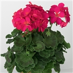 Geranium Ringo Violet