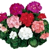 Geranium Ringo Mix