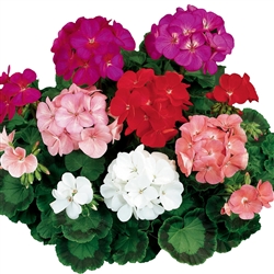 Geranium Ringo Mix