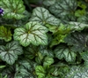 Heuchera Marvelous Marble