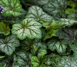 Heuchera Marvelous Marble