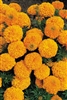 Marigold Zulu Orange Detailed