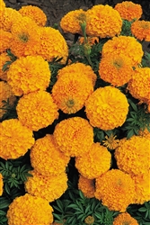 Marigold Zulu Orange Detailed